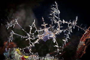 spider crab by Marco Fierli 